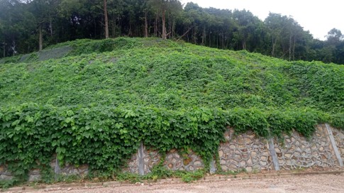 Erosion Control with Vegetation at Batam
